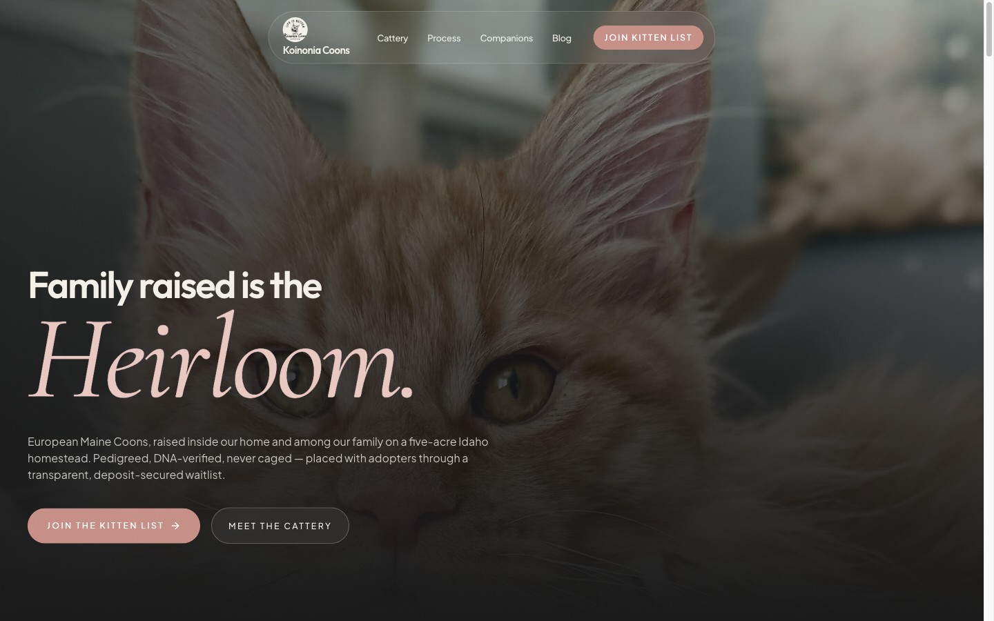 Koinonia Coons — family-raised European Maine Coons